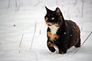 ［玩家实测］“旺旺福建麻将可以开挂吗”［果然有透视挂］