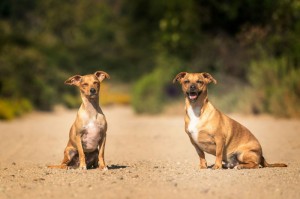 玩家必看“福建十三水透视挂辅助器”(真的有挂)
