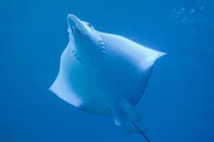 重大发现“八闽十三水辅助器”［透视曝光猫腻］