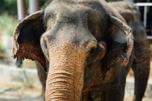 [分析]“派派跑得快有没有挂”有挂详细开挂教程