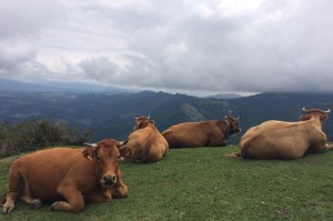 重大通报.“阿拉斗牌怎么看别人有没有用挂”爆光开挂猫腻详情