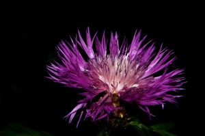 玩家实测“欢聚斗地主透视挂辅助安装”附开挂脚本详细步骤