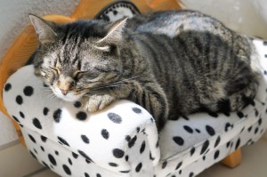 今日头条“胡乐晋中麻将竟然有挂”详细教程