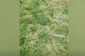 [实测]“大圣真的有挂吗”(确实真的有挂)