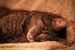 推荐一款“阿拉斗牛其实是有透视软件”开挂步骤方法