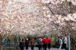 ［独家］“樱花互粉怎么开挂”［其实是有挂］