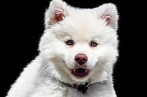 最新消息.“鲸鲨有挂没有吗”其实真的能开挂