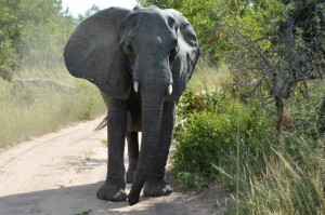 非洲国家疫情严重吗/非洲国家疫情严重吗现在