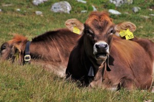 重大通报.“欢乐吓牌有挂没有吗”其实真的能开挂