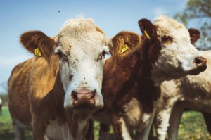 [分享]“微信牛牛有挂吗”有挂详细开挂教程