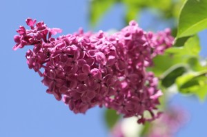 经验总结.“微乐宁夏麻将真的有开挂软件吗”原来真的有挂