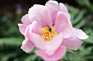 [推荐]“长乐河北麻将怎么开挂”(原来确实是有挂)