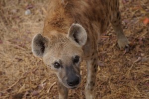 [分享]“聚宝盆到底有没有挂”原来可以开挂