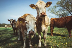 [分享]“天酷牛牛怎么开挂”(确实真的有挂)