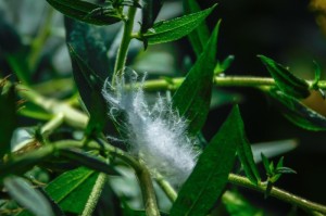 科普实测“美猴王大厅到底可以开透视挂吗”(确实真有挂)-知乎