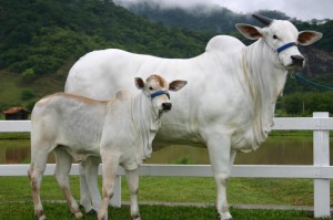 玩家攻略科普“功夫熊猫牛牛怎么开挂”［必胜开挂神器］