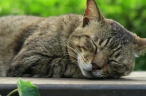 今日重大发现“猫猫学数真的有挂吗”［太坑了果然有挂］