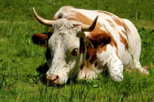 终于明白“新道游牛牛开挂软件”的确有人用挂