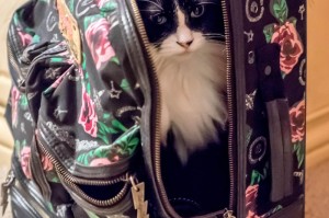 玩家必看攻略“老夫子互娱其实是有透视软件”(其实有挂)