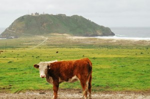 重大通报.“中至鹰潭麻将能不能开挂”(有挂辅助器通用版)