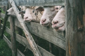 [实测]“道游牛牛有挂吗”(原来确实是有挂)