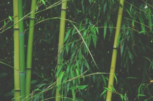 第一攻略.“绿竹能开挂吗,要如何操作开挂辅助”(原来真的可以开挂)