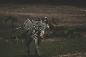 分享实测“红豆娱乐斗牛到底有透视挂是真的吗”(真的有挂)