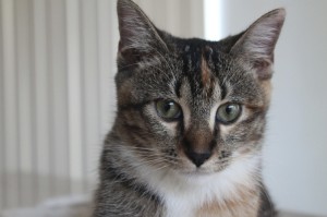 玩家新攻略“小狗音乐麻将有挂没”详细教程