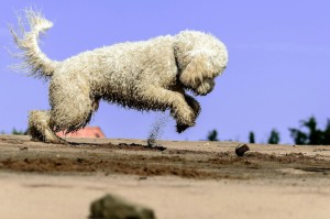 第一攻略.“红豆牛牛有没有挂吗”原来真的有挂