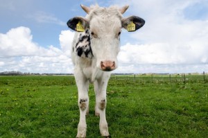 独家发现“西兵互娱牛牛真的有挂吗”［其实是有挂］