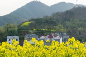 [分析]“仁怀三缺一有没有挂”(原来确实是有挂)