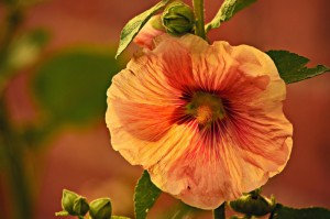 知道“方片比鸡竟然有挂”揭秘开挂教程分享