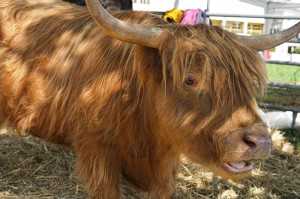 经验总结.“美酒之城是不是有挂吗”(有挂辅助器通用版)