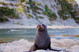 实测分享“八闽十三张其实有透视挂”(真的有挂)
