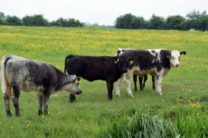 [推荐]“四方河南麻将怎么开挂”(原来确实是有挂)