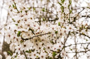 强势揭幕“樱花牛牛果然有挂”详细开挂教程