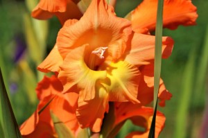 我来教教您“桃花庄到底是不是挂”［其实是有挂］